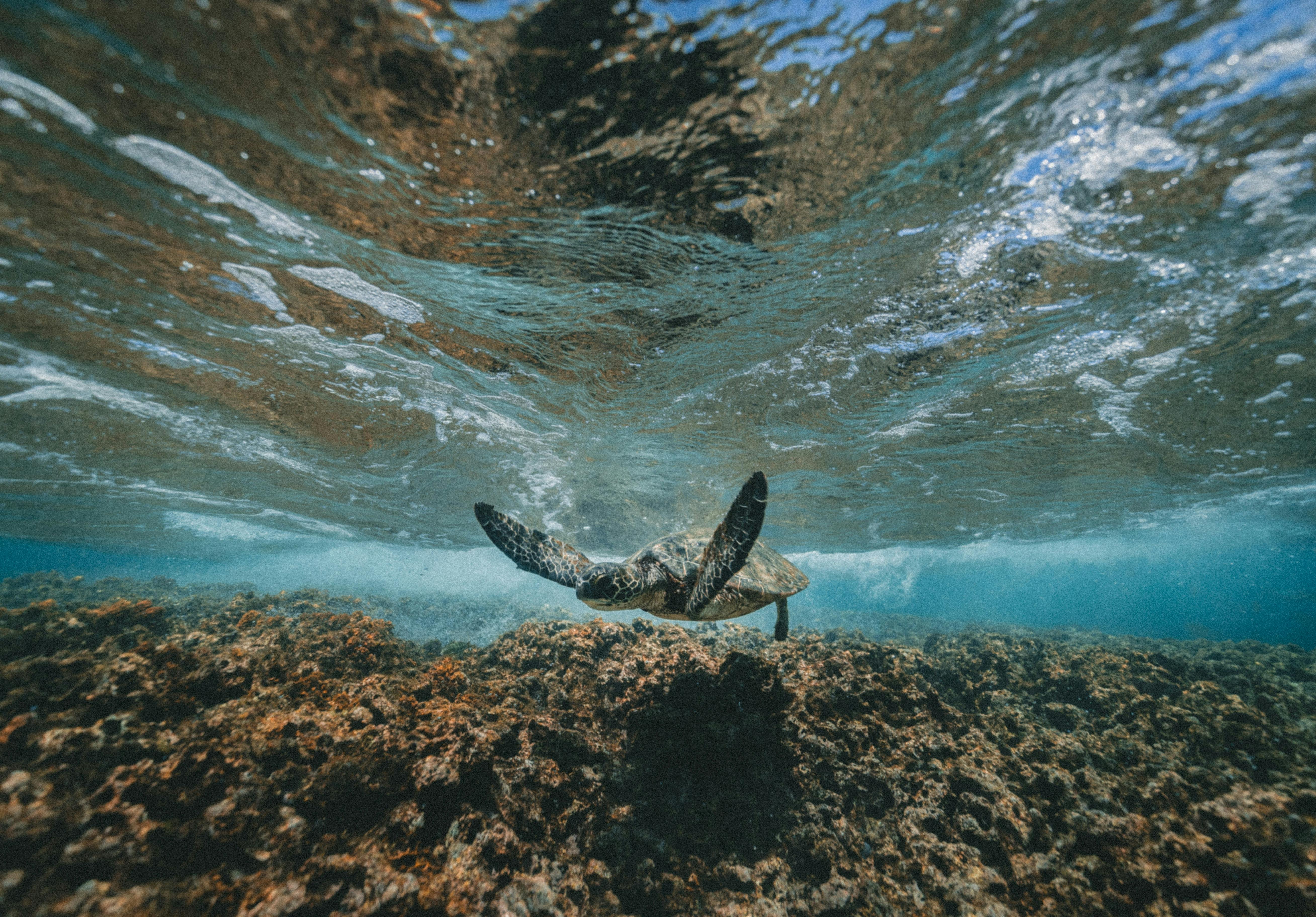 Snorkeling and meeting new friends - Photo by Jakob Owens