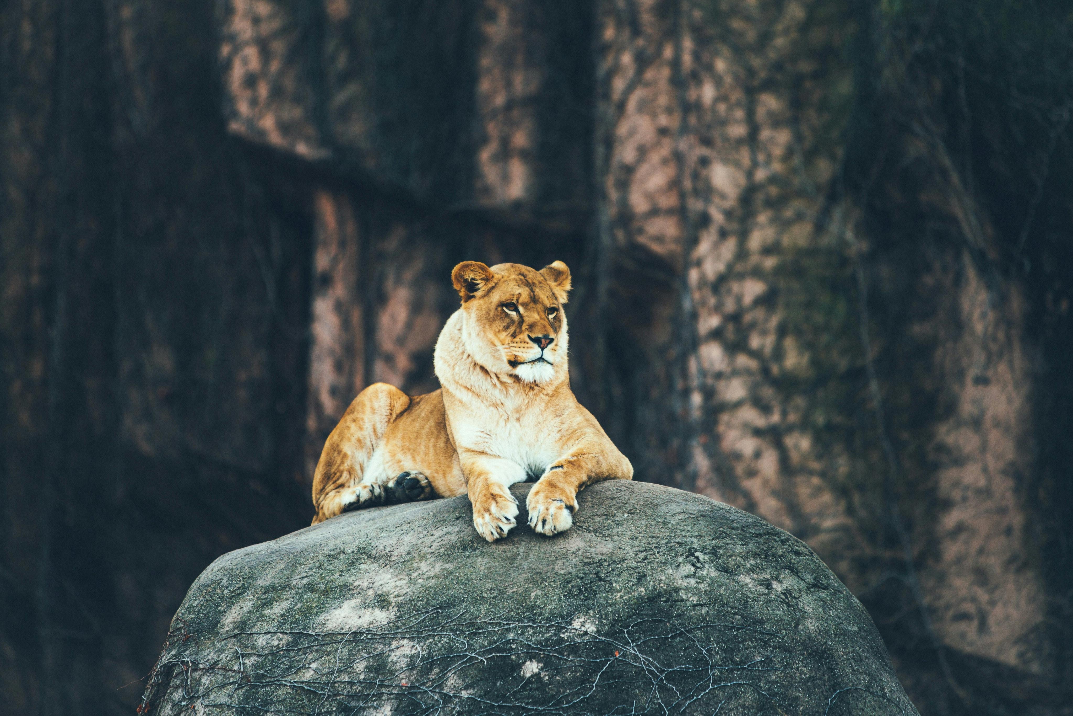 African Lioness - Photo by Austin Neill