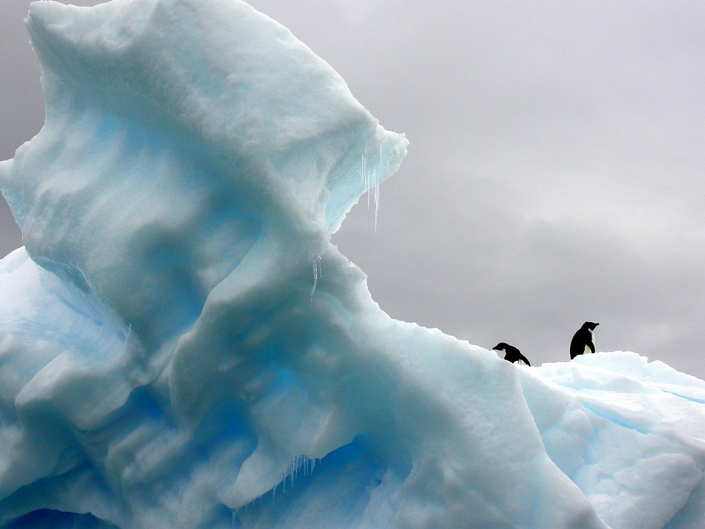 Arctic Ice and Penguins - Photo by Teodor Bjerrang