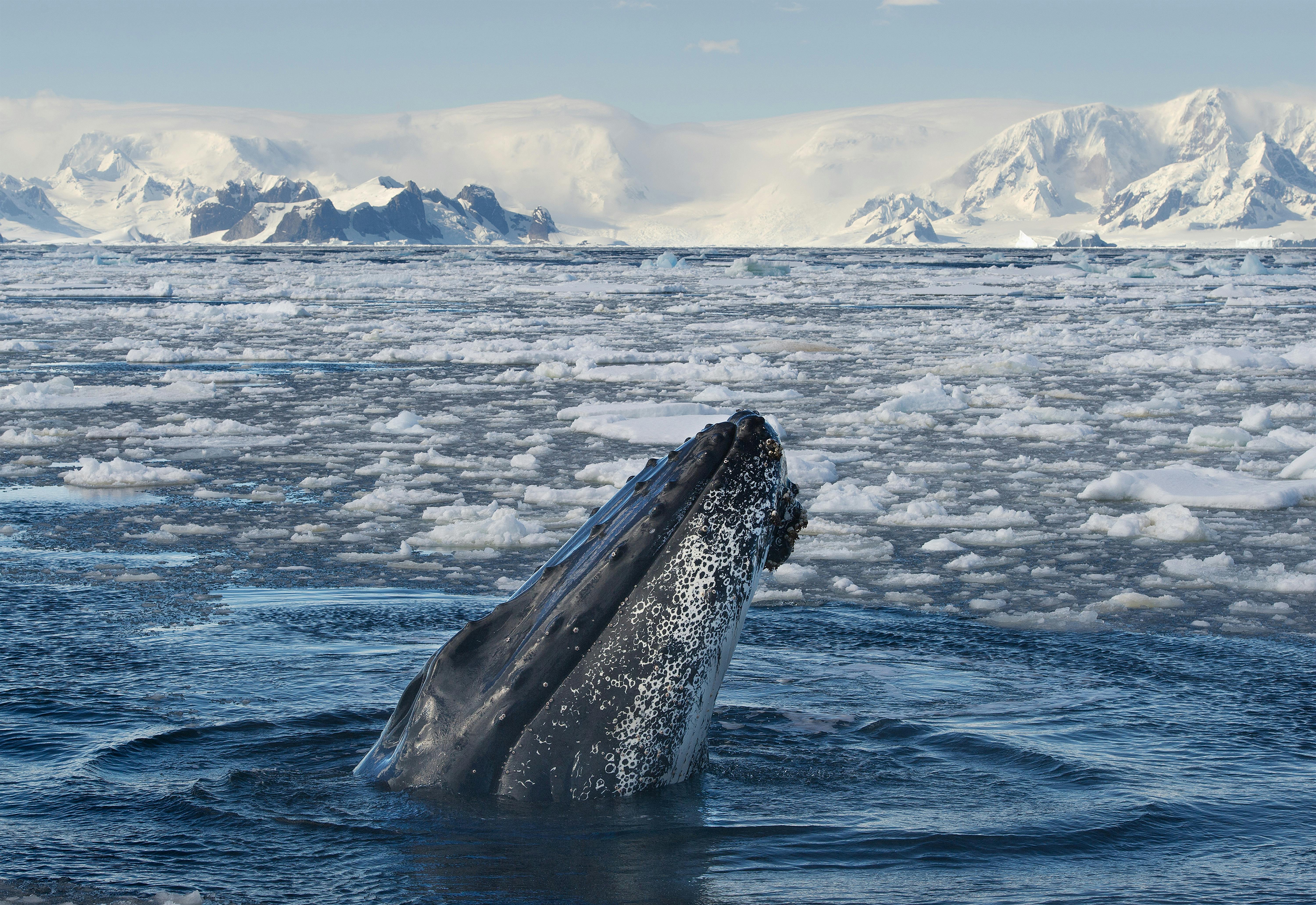 Breathtaking wildlife discoveries