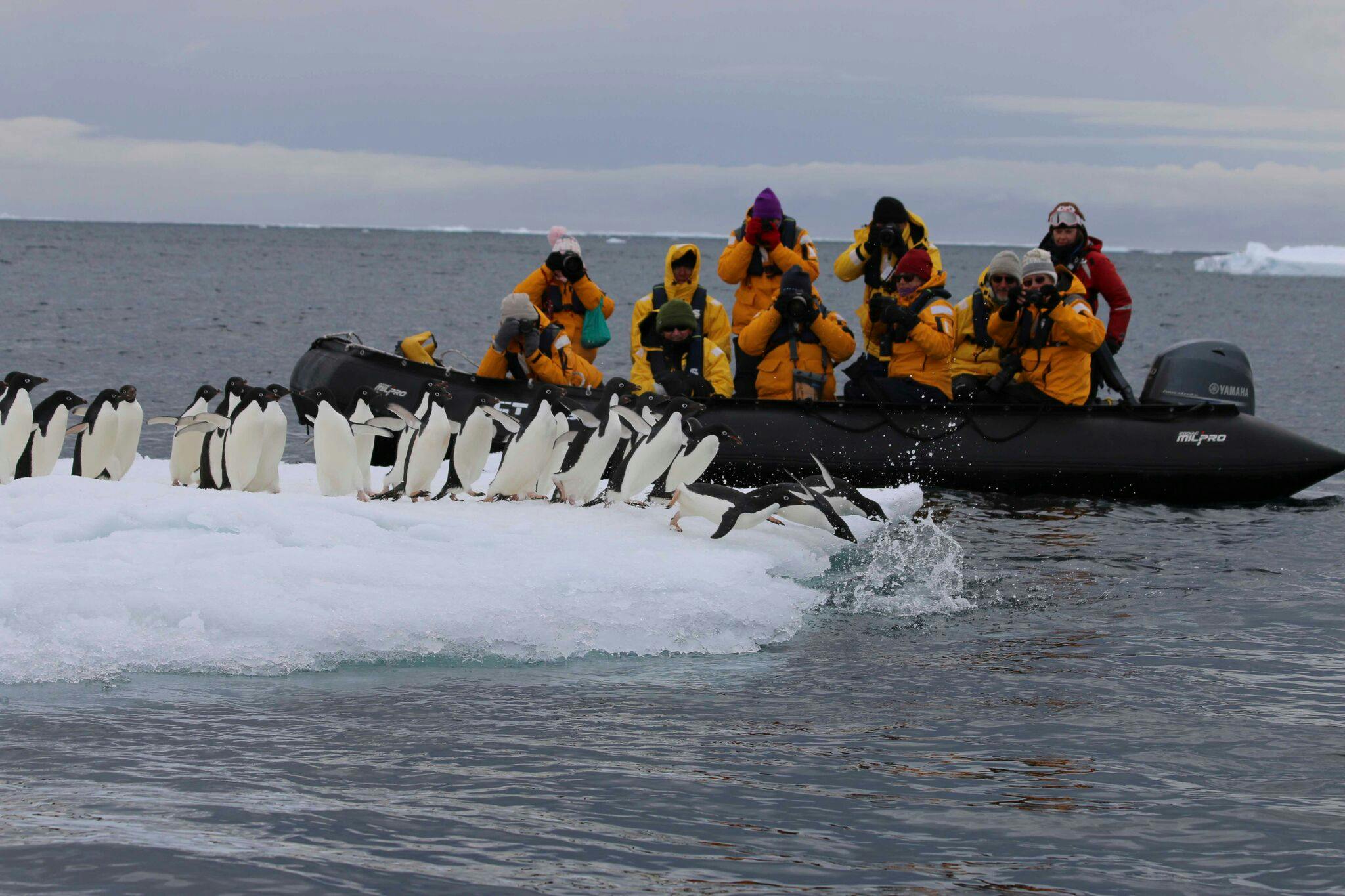 Whatever your skill level, capturing nature's most elsuive wildlife will be easy aboard a photography expedition.