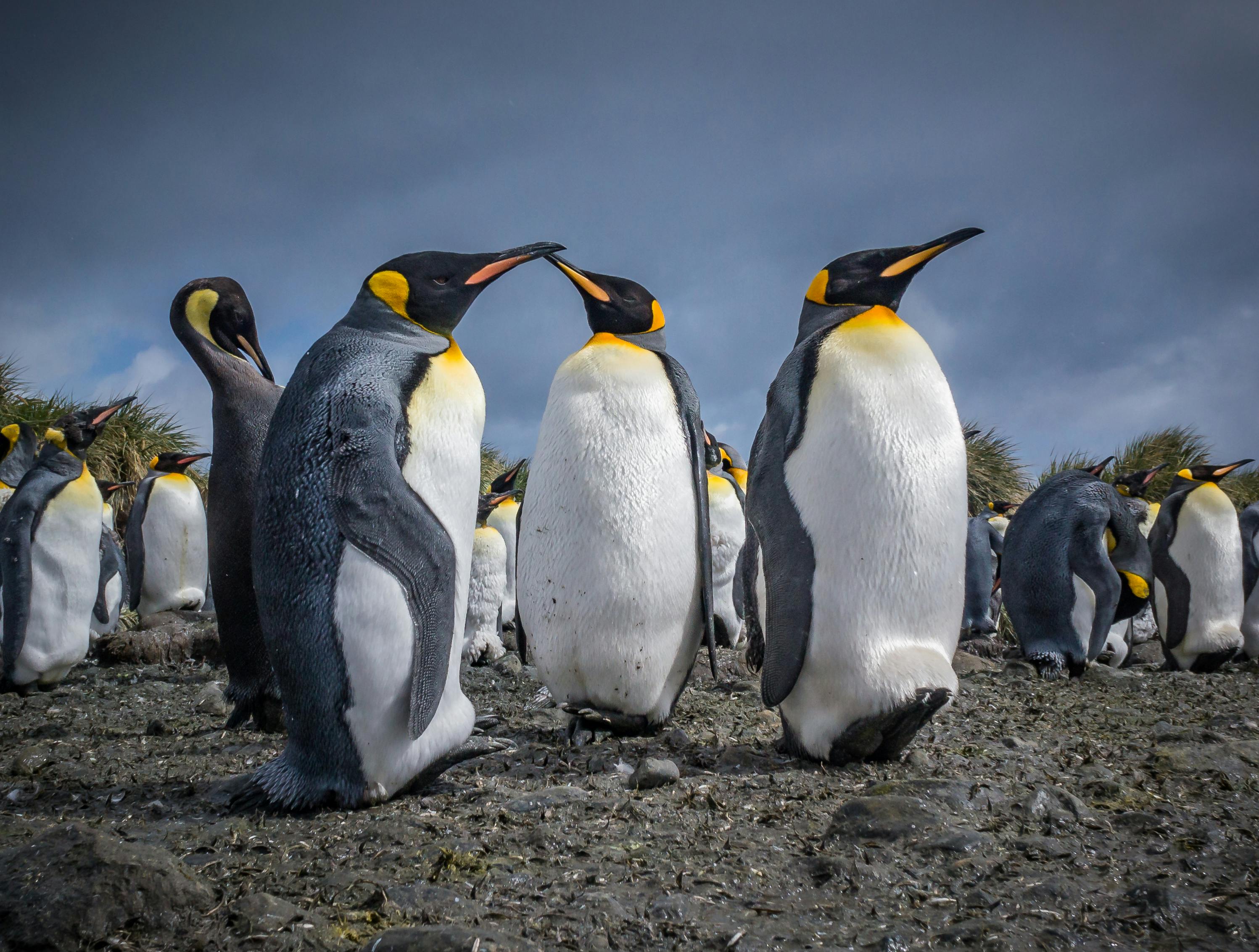 The famous Emperor Penguins of Antarctica are truly a sight to behold.