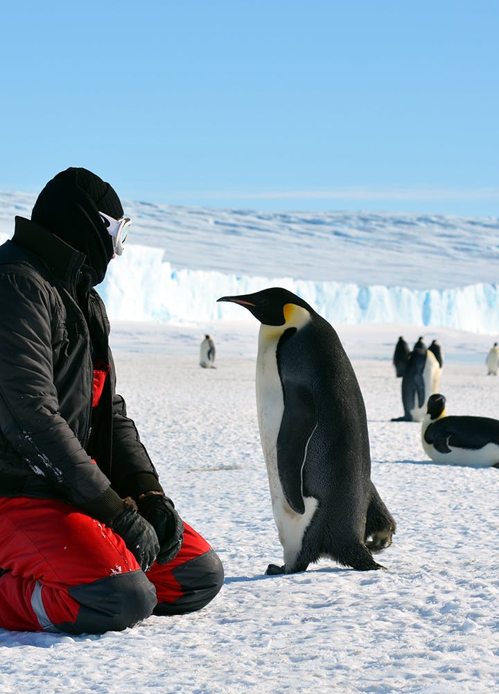 Have your own march of the penguins with Linblad Expeditions.