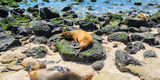 Discover the Galapagos Islands on a Silversea Expedition