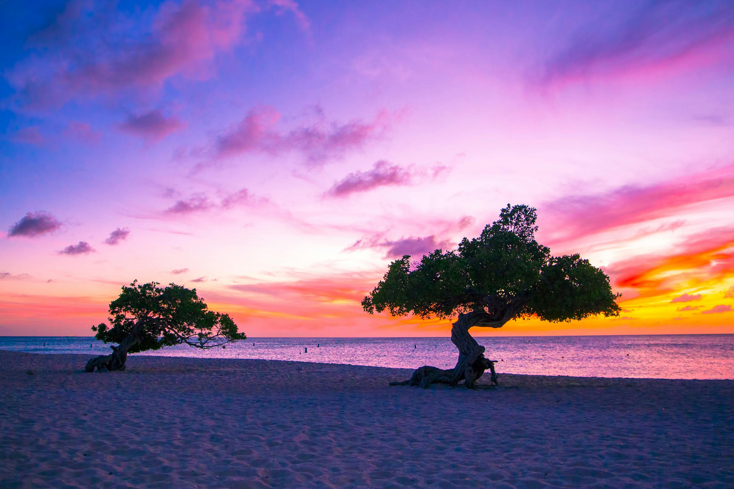 The iconic divi divi trees grow on the beach in Oranjestad, Aruba.